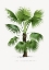 Picture of XXVI TRITHRINAX B