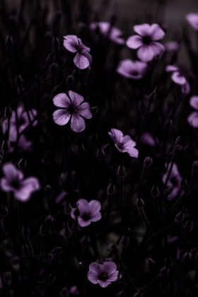 Picture of DARK FLOWERS 10