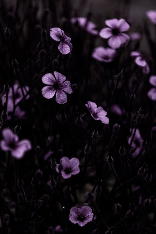 Picture of DARK FLOWERS 10