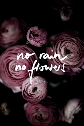 Picture of NO RAIN NO FLOWERS 2