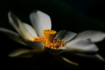Picture of A LOTUS, SOFTLY