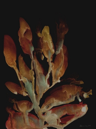 Picture of NIGHT PLANT