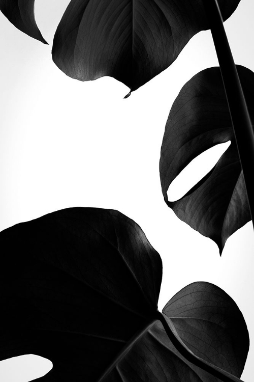 Picture of CONTRASTY MONSTERA