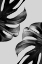 Picture of MONOCHROME MOSTERA POSTER