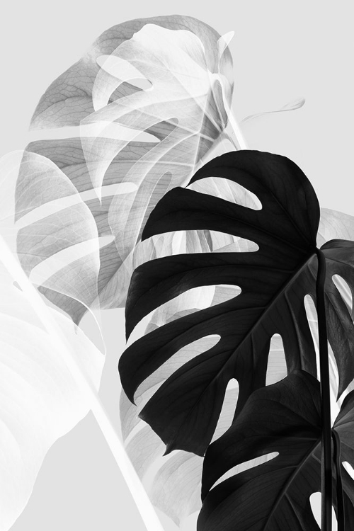 Picture of MONSTERA BLACK AND WHITE
