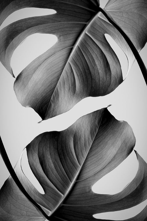 Picture of MONSTERA MONOCHROME