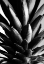 Picture of PINE BAW