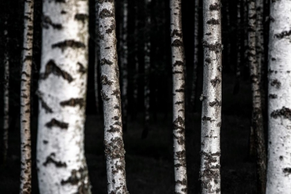 Picture of BIRCH TREES 8