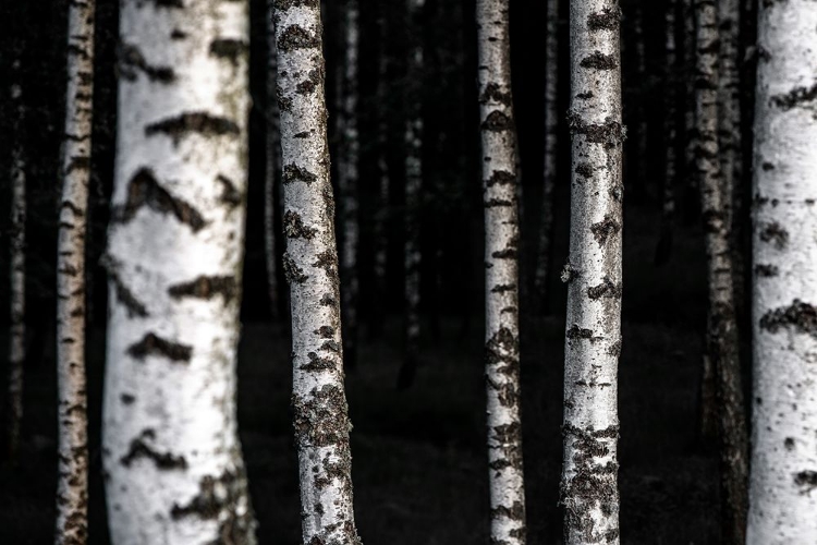 Picture of BIRCH TREES 8