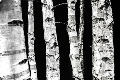 Picture of BIRCH TREES