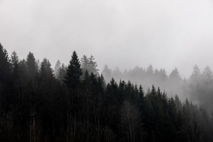 Picture of FOGGY WOODS 7
