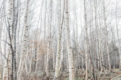 Picture of BIRCH TREES 9