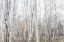 Picture of BIRCH TREES 9