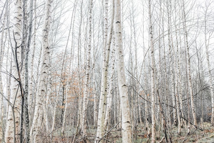 Picture of BIRCH TREES 9