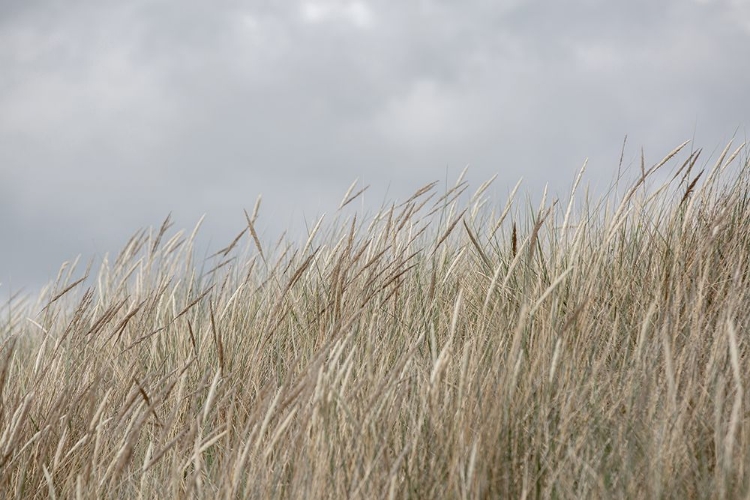 Picture of DUNES AND CLOUDS