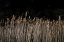 Picture of AT THE LAKE 5