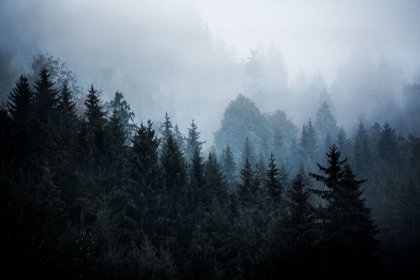 Picture of FOGGY WOODS 5