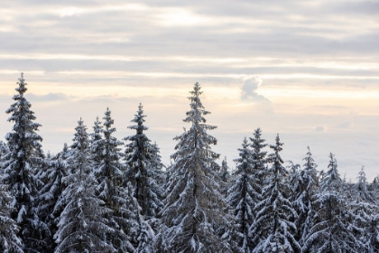 Picture of SNOW COVERED TREES 8