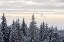 Picture of SNOW COVERED TREES 8