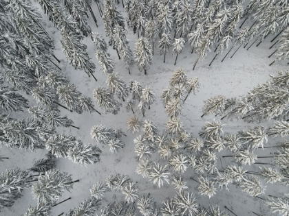 Picture of SNOW COVERED TREES 3