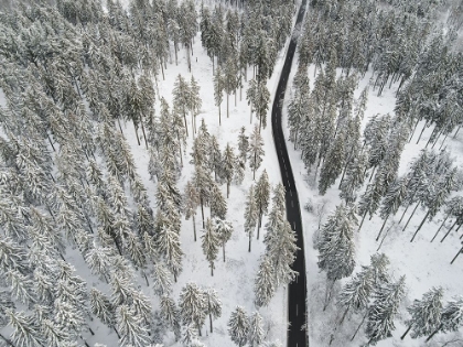 Picture of SNOW COVERED TREES 5