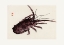 Picture of CRAYFISH