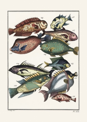 Picture of EXOTIC FISH (1767) BY J V SCHLEY