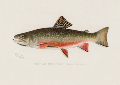 Picture of MALE BROOK TROUT