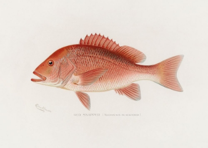 Picture of RED SNAPPER