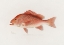 Picture of RED SNAPPER