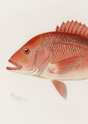 Picture of RED SNAPPER