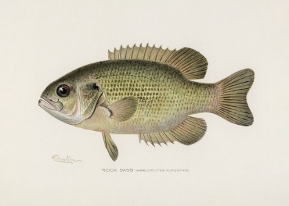 Picture of ROCK BASS (AMBLOPLITES RUPESTRIS) BY SHERMAN F. DENTON (1856 1937)