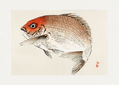 Picture of TAI (RED SEABREAM) FISH