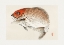 Picture of TAI (RED SEABREAM) FISH