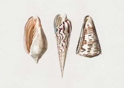 Picture of THREE MOLLUSKS CROP