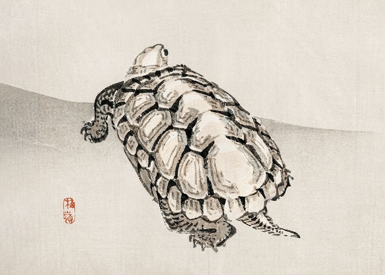 Picture of TURTLE