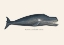 Picture of WHALE I ANTIQUE HANDCOLORED SEALIFE LITHOGRAPH 1824