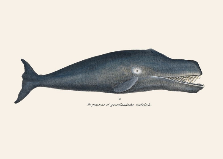 Picture of WHALE I ANTIQUE HANDCOLORED SEALIFE LITHOGRAPH 1824