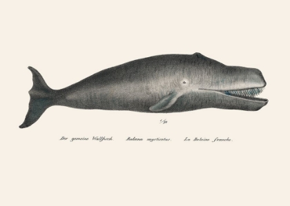 Picture of WHALE II ANTIQUE HANDCOLORED SEALIFE LITHOGRAPH 1824
