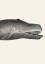 Picture of WHALE II TIGHT CROP HANDCOLORED SEALIFE LITHOGRAPH 1824