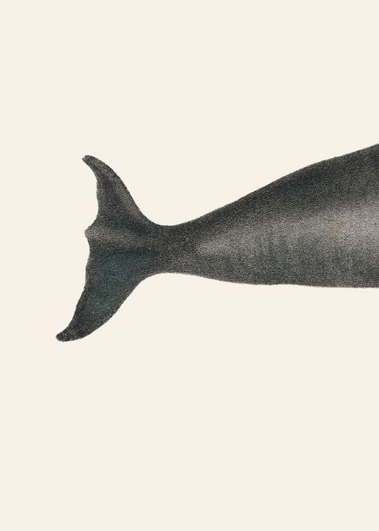 Picture of WHALE TIGHT CROP I HANDCOLORED SEALIFE LITHOGRAPH 1824