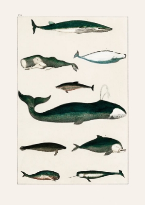 Picture of VINTAGE WHALE POSTER