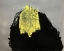 Picture of SHAGGY BEAST