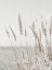 Picture of GRASS