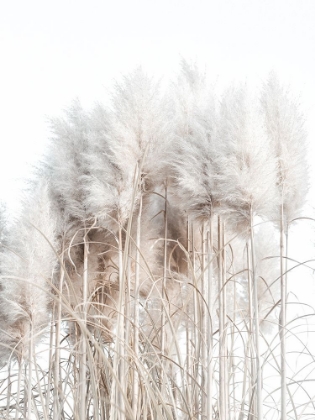Picture of PAMPAS GRASS II