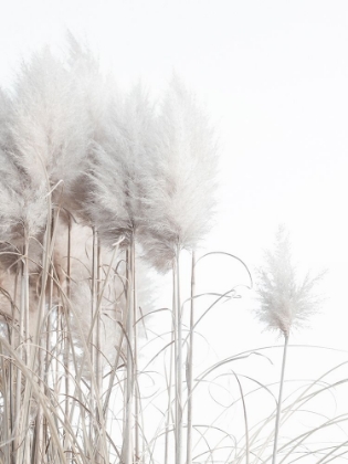 Picture of PAMPAS GRASS I