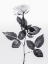 Picture of ROSE