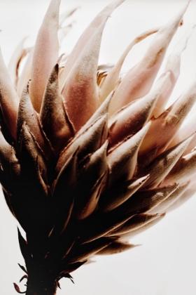Picture of PROTEA FLOWER I