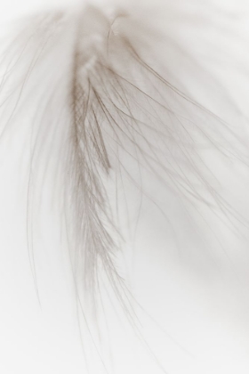 Picture of WHITE FEATHER I