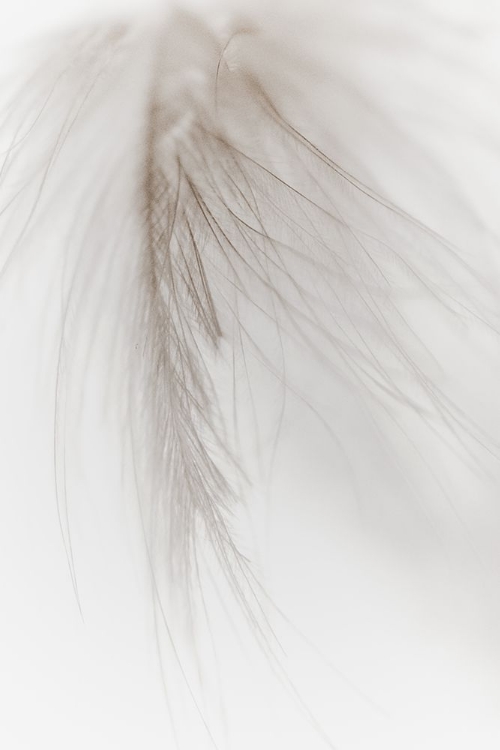 Picture of WHITE FEATHER I